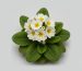 Çuha Çiçeği (Primula Vulgaris): Doğanın Saklı Eczanesi