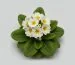 Çuha Çiçeği (Primula Vulgaris): Doğanın Saklı Eczanesi